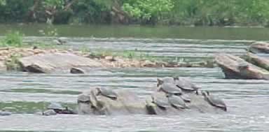 Turtles resting on rocks on the Tallapoosa River